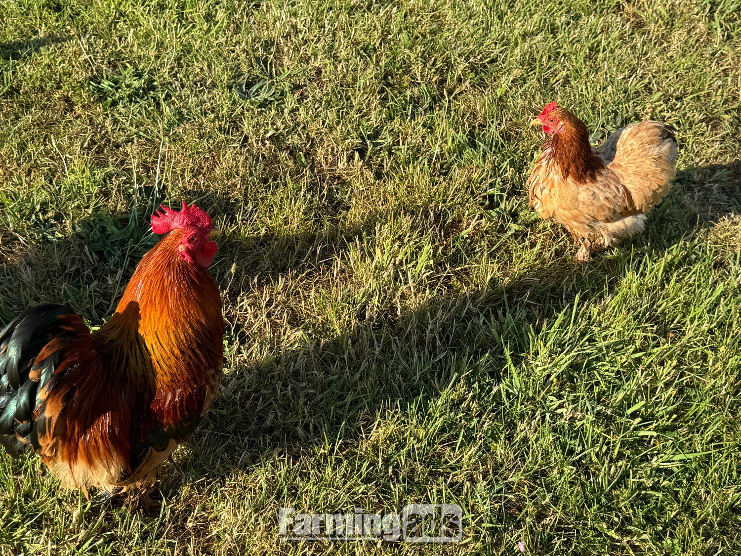 3 hens and rooster for sale 