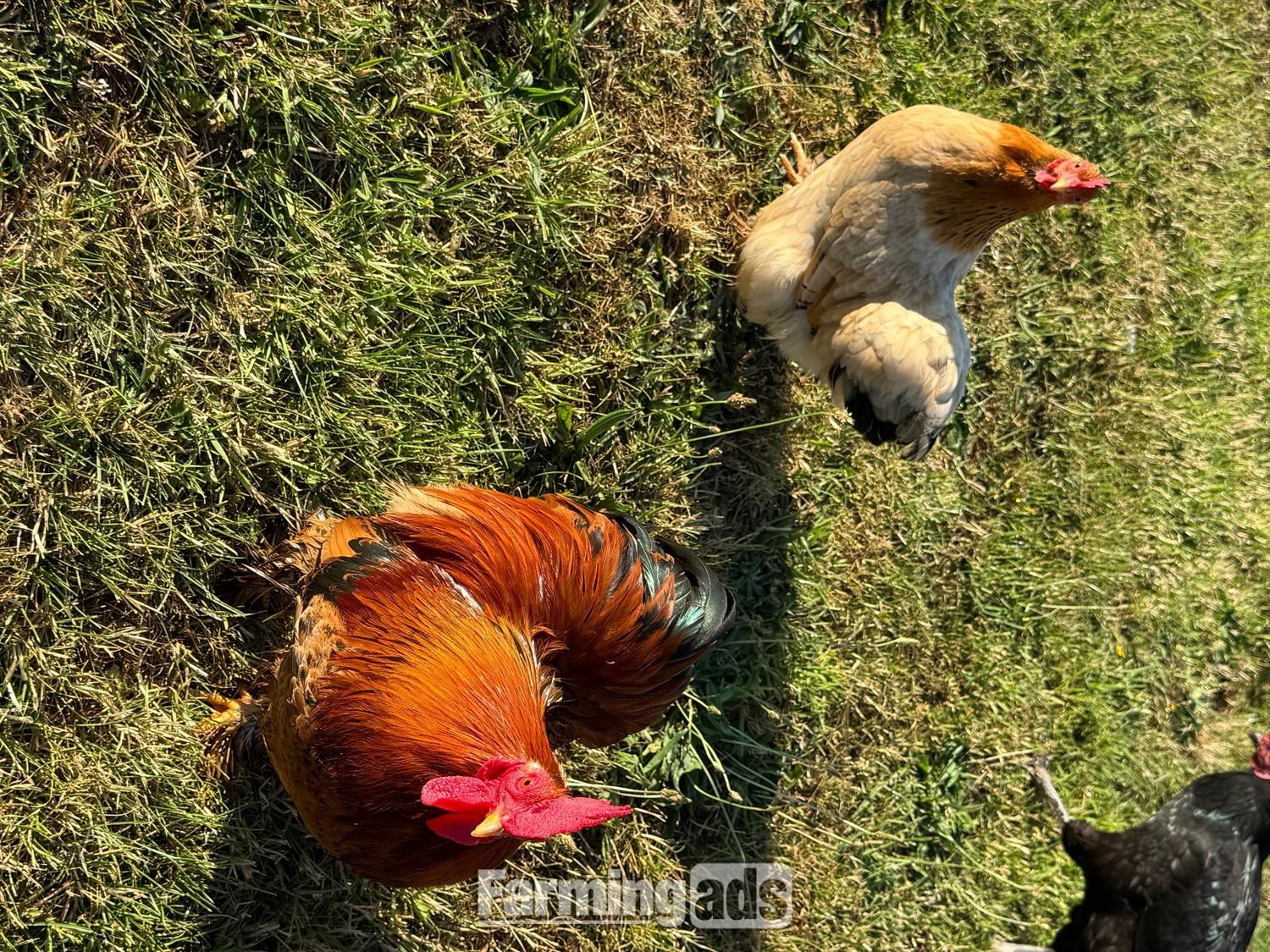  3 hens and rooster for sale 