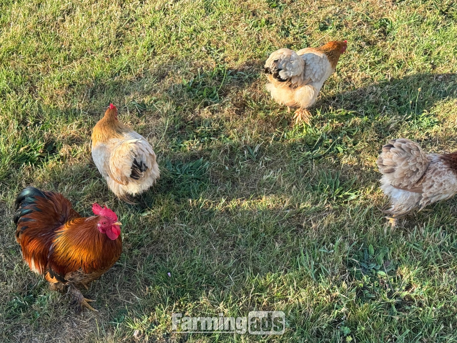 3 hens and rooster for sale  - {CATEGORY}