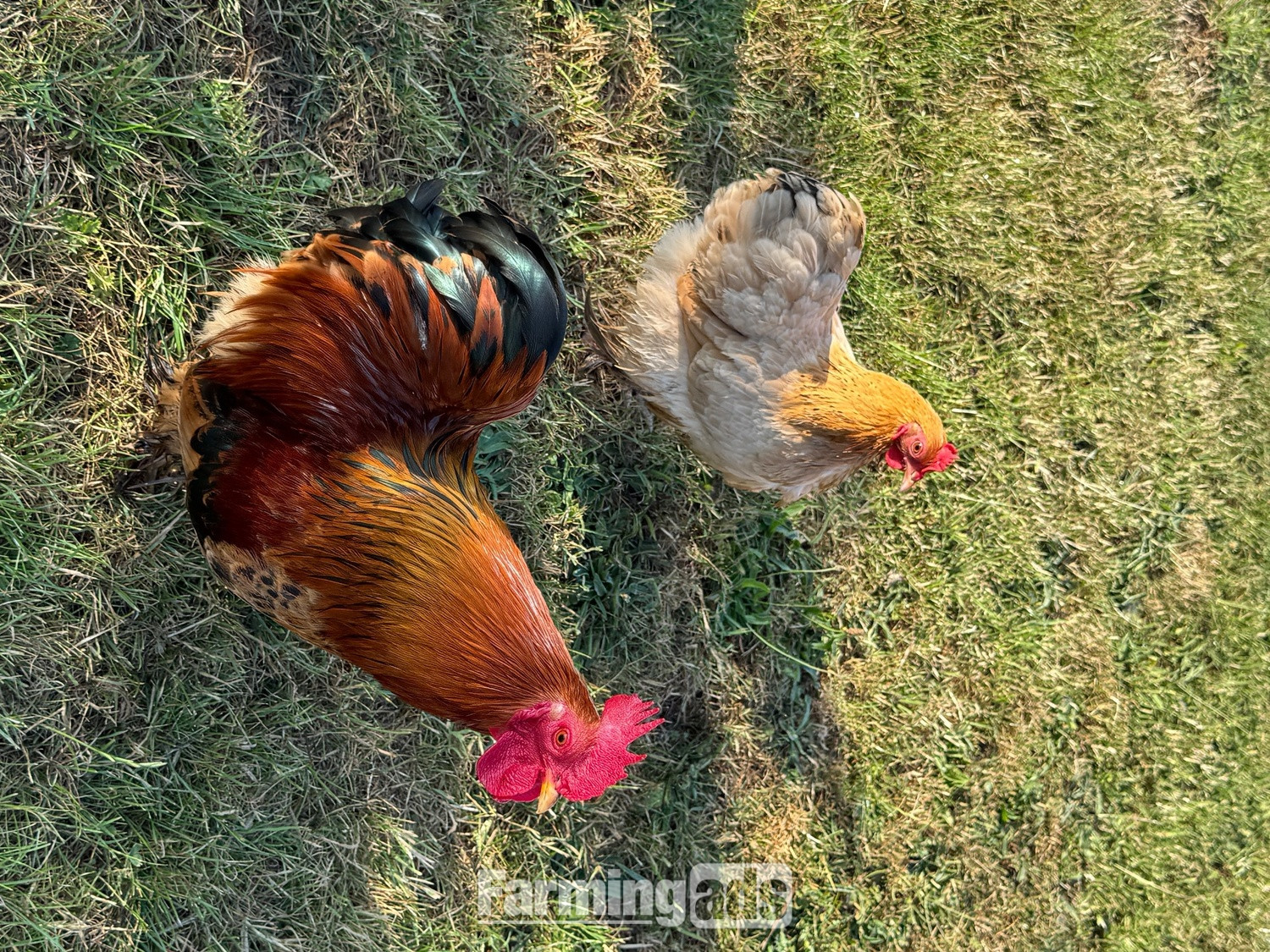 3 hens and rooster for sale  