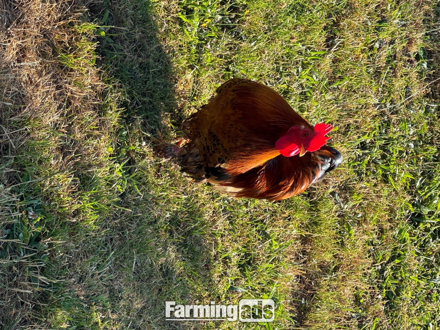 {CATEGORY} - 3 hens and rooster for sale 