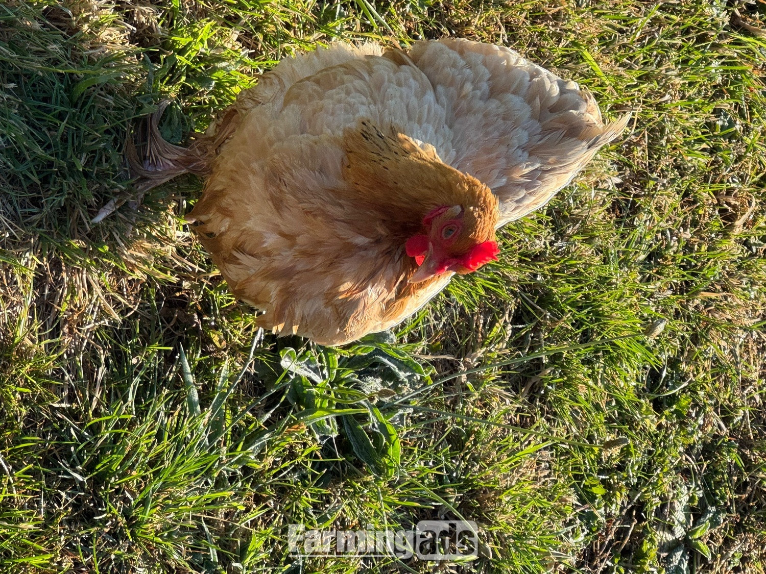 {CATEGORY} - 3 hens and rooster for sale 