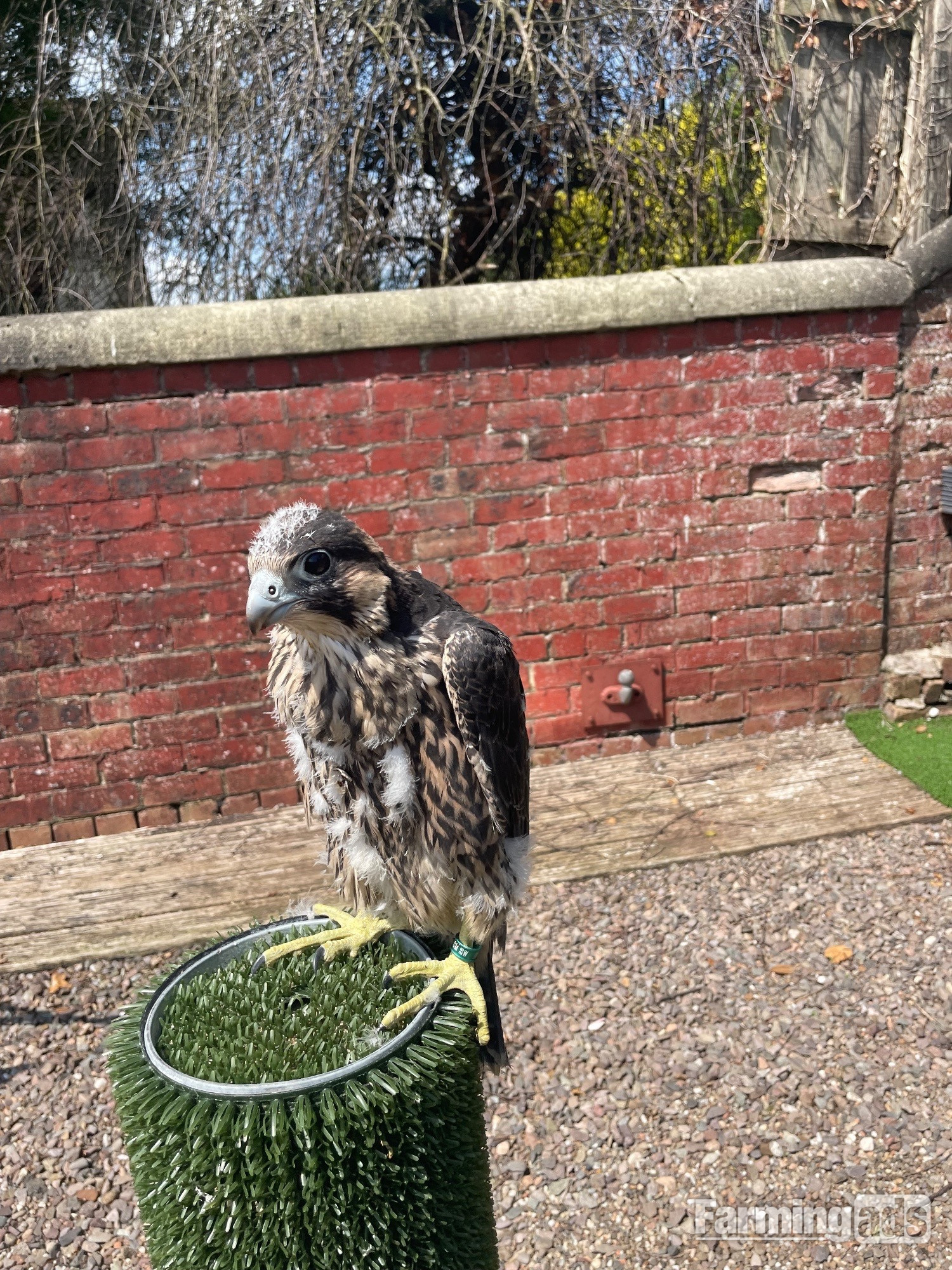 Female Peregrine Falcon 2026 hatched 15th May