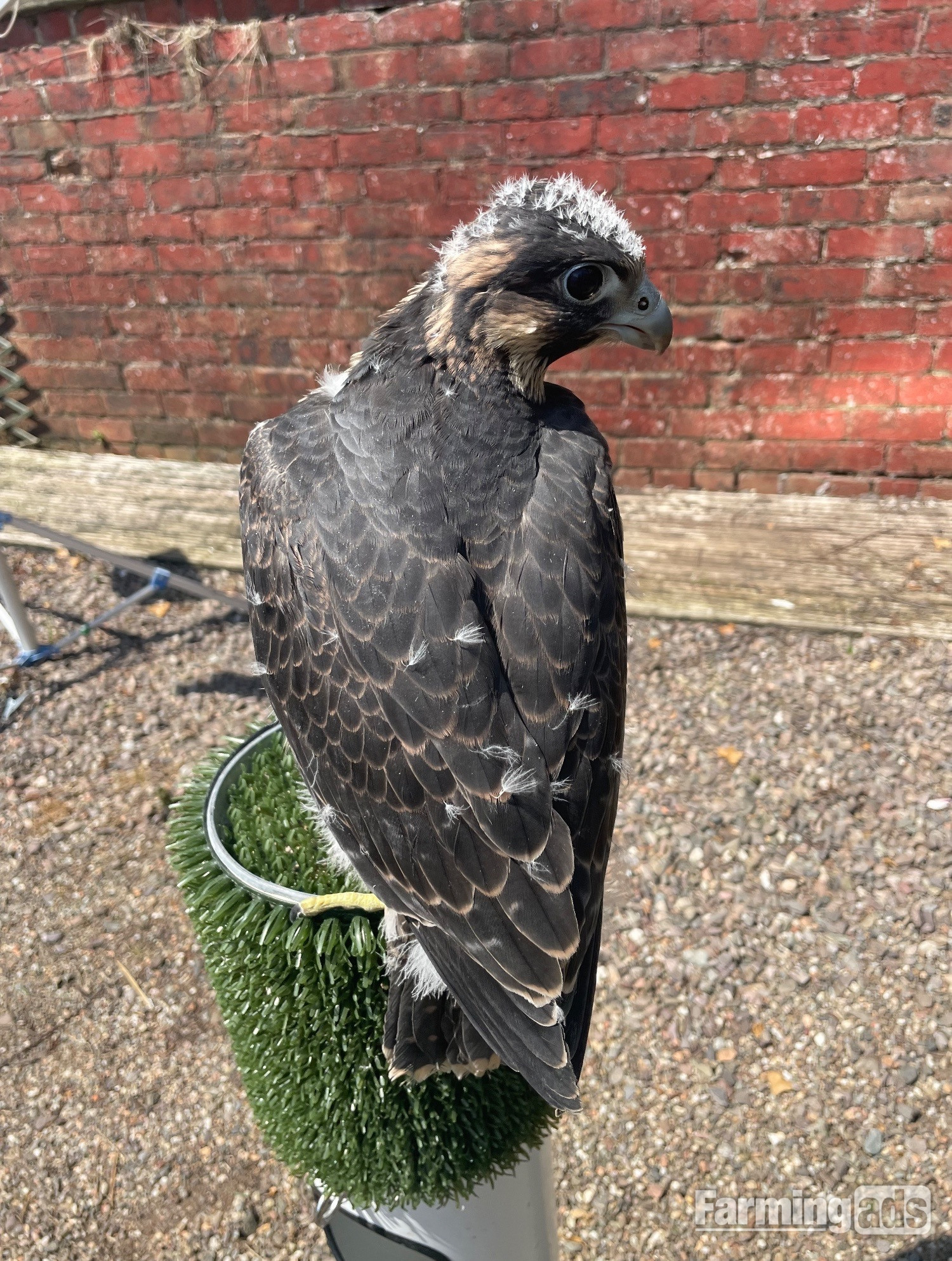 Female Peregrine Falcon 2026 hatched 15th May