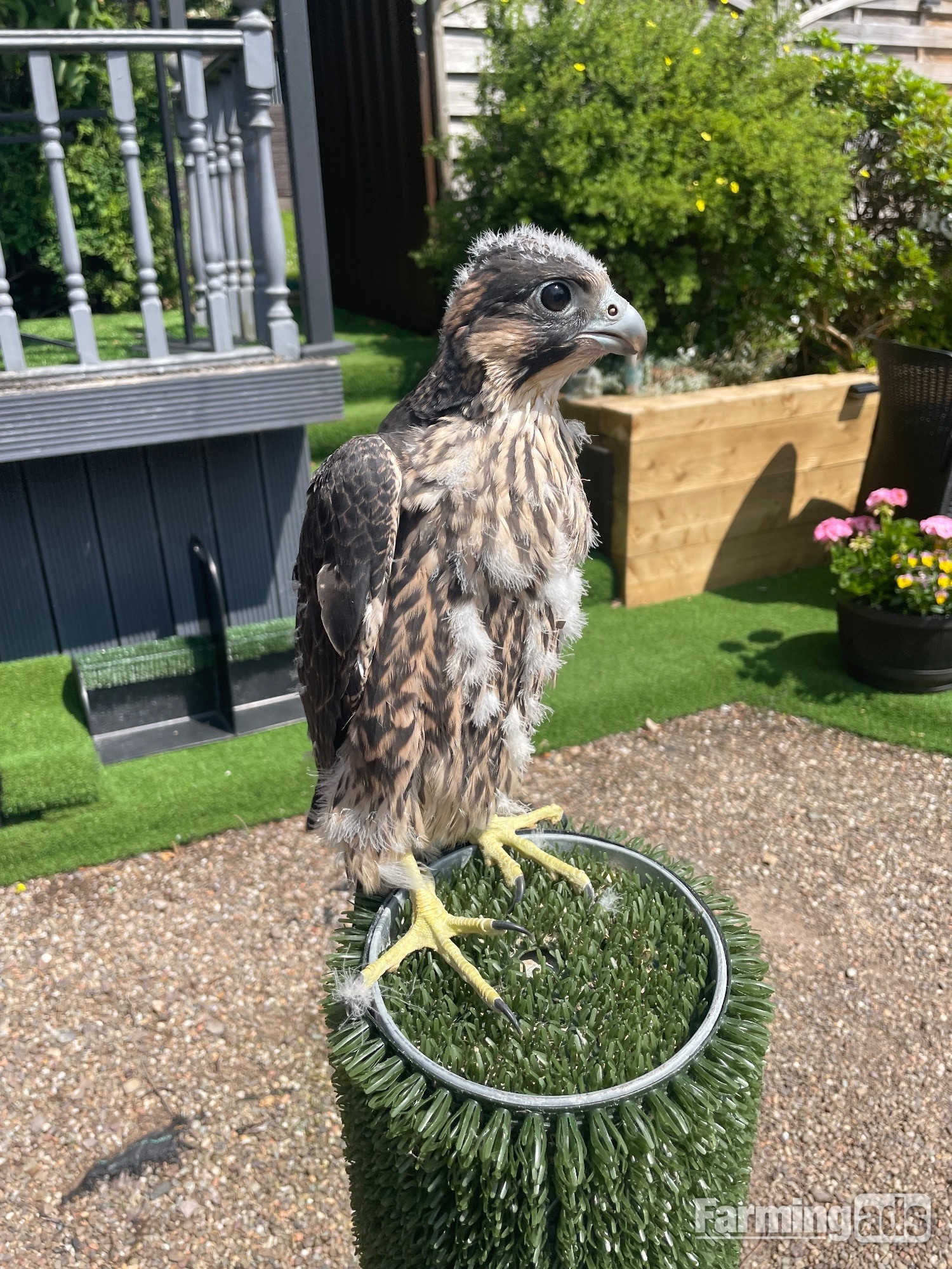 Female Peregrine Falcon 2026 hatched 15th May