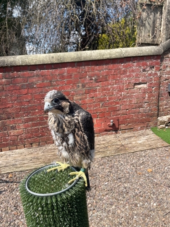 Female Peregrine Falcon 2026 hatched 15th May