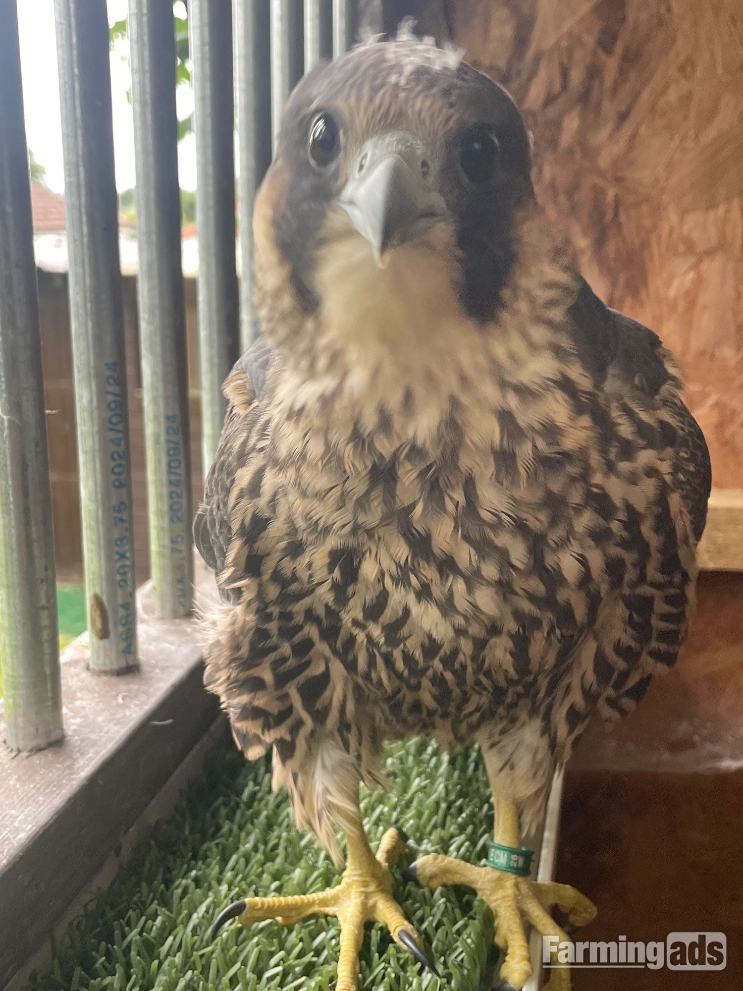 Female Peregrine Falcon 2026 hatched 15th May - {CATEGORY}