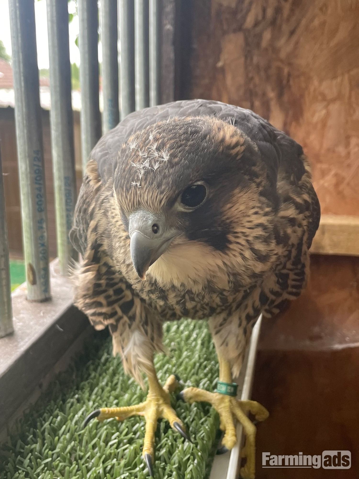 Female Peregrine Falcon 2026 hatched 15th May - {CATEGORY}