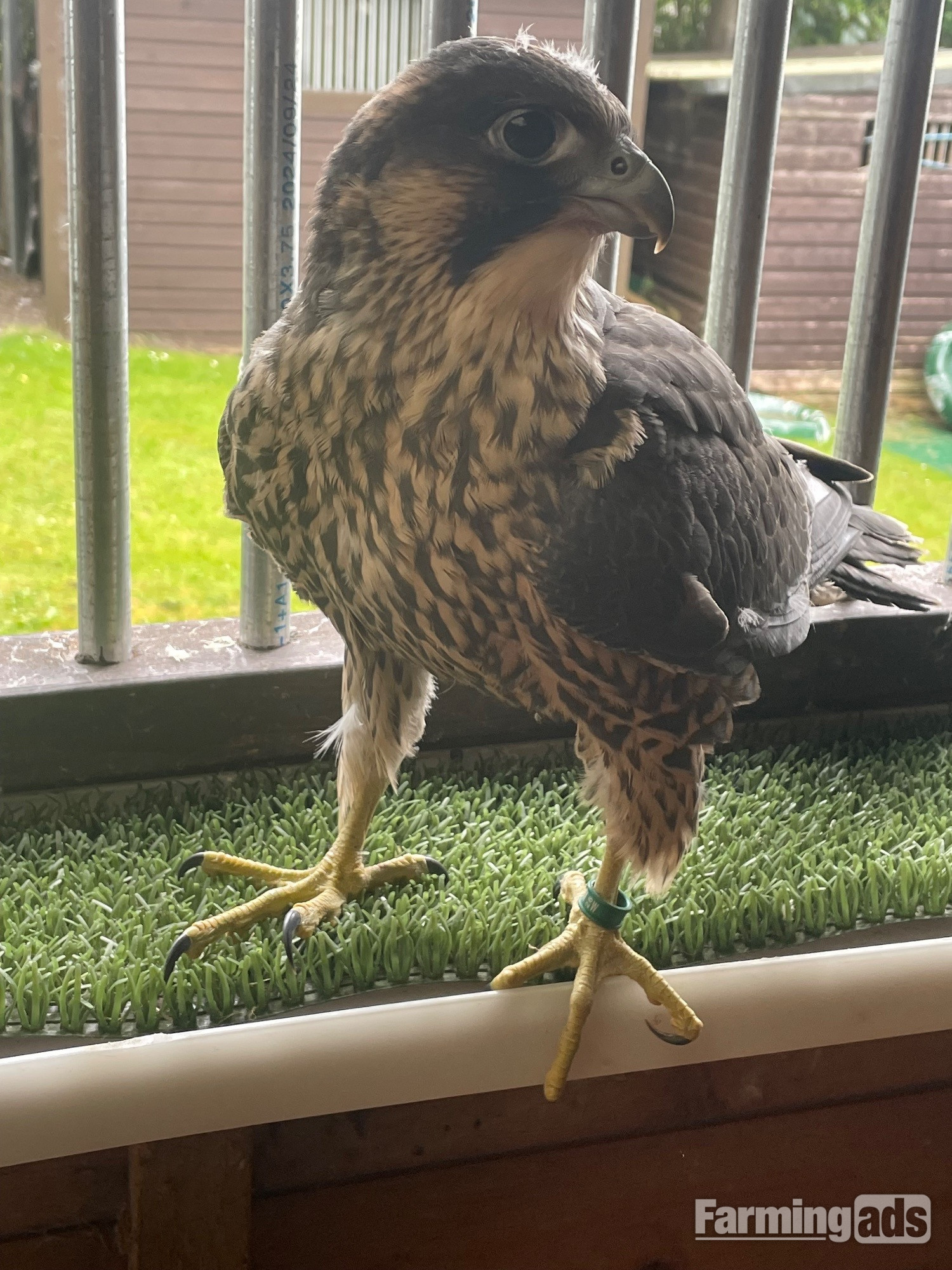 Female Peregrine Falcon 2026 hatched 15th May 