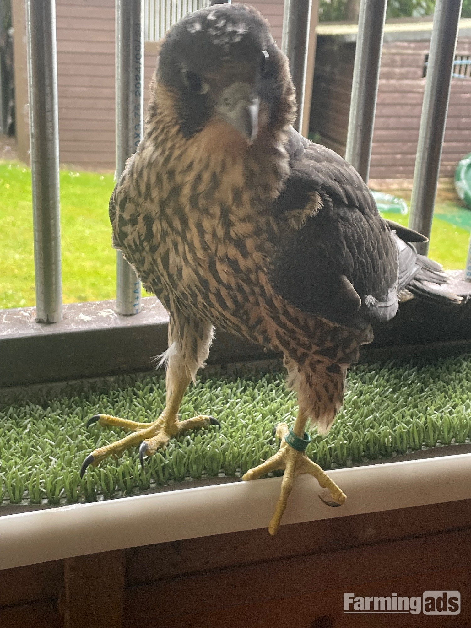 {CATEGORY} - Female Peregrine Falcon 2026 hatched 15th May