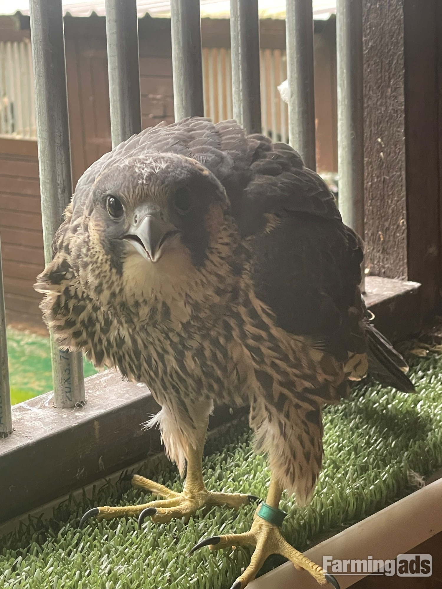 {CATEGORY} - Female Peregrine Falcon 2026 hatched 15th May