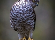 Musket wanted for 2027 breeding project