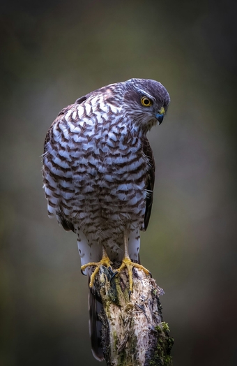 Musket wanted for 2027 breeding project