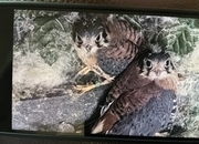 American Kestrels ( 2026 )
