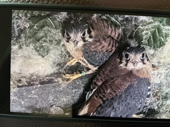 American Kestrels ( 2026 )