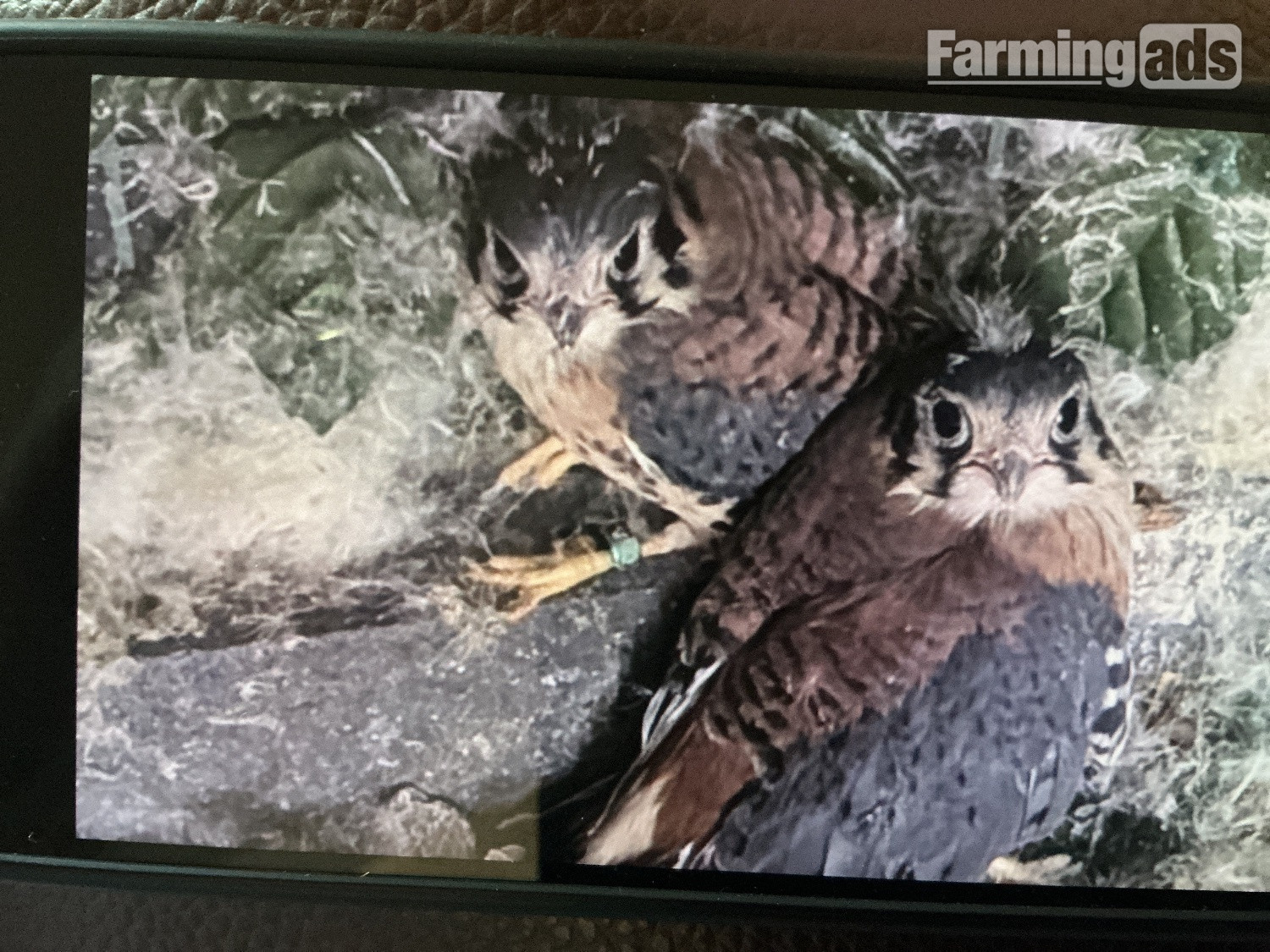 American Kestrels ( 2026 )