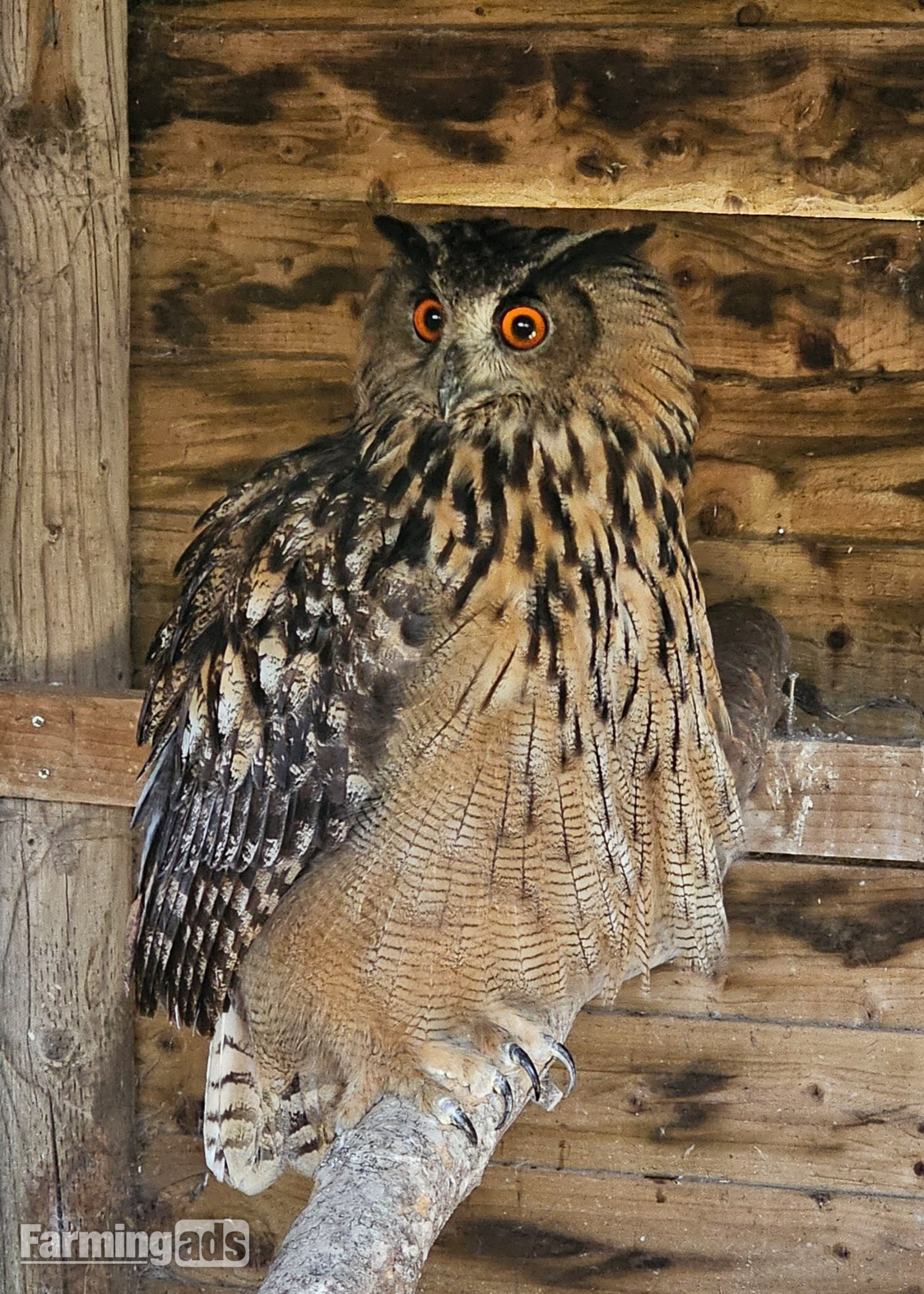 Male Eurasion eagle owl  05/21