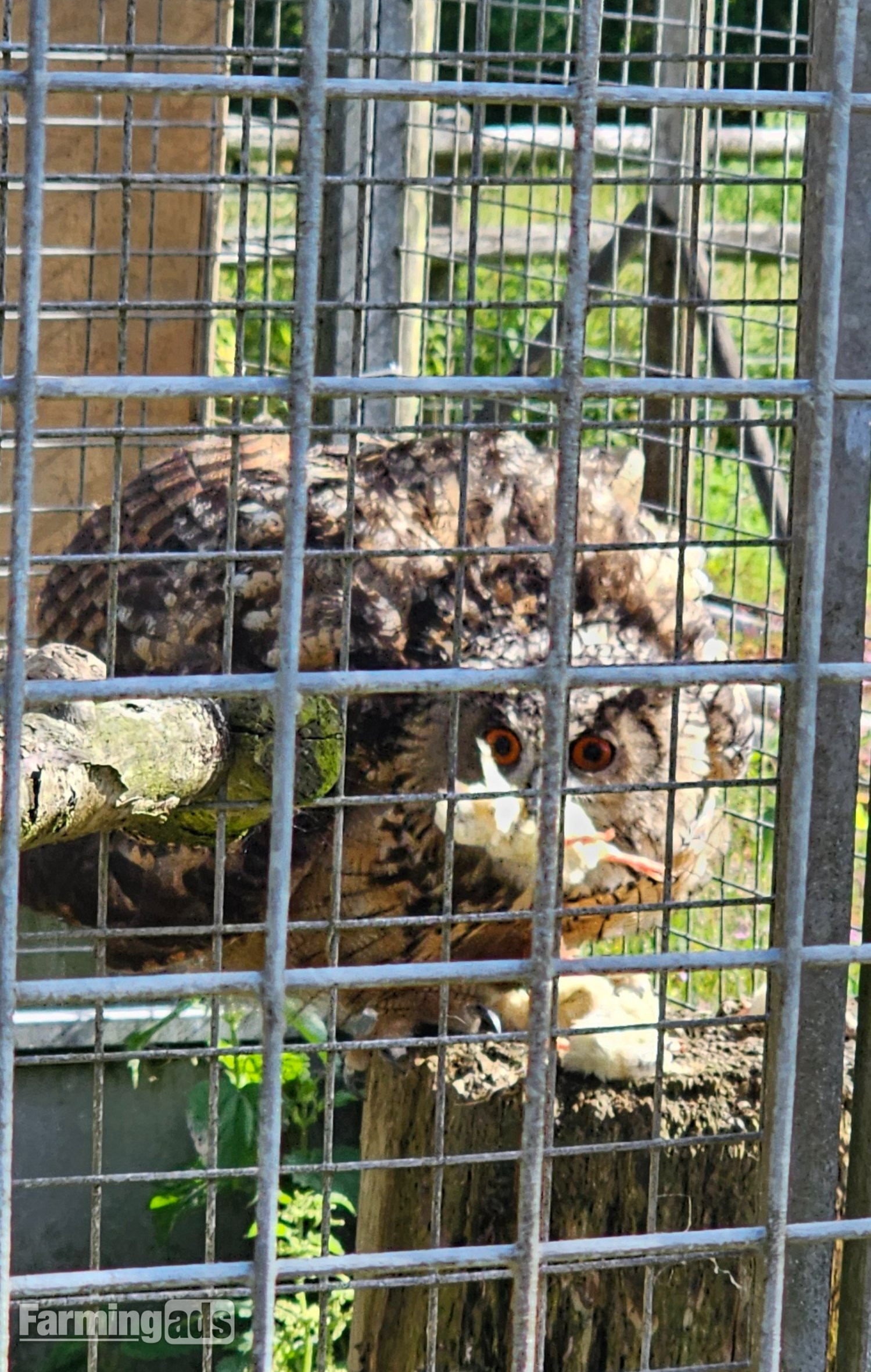  Male Eurasion eagle owl  05/21