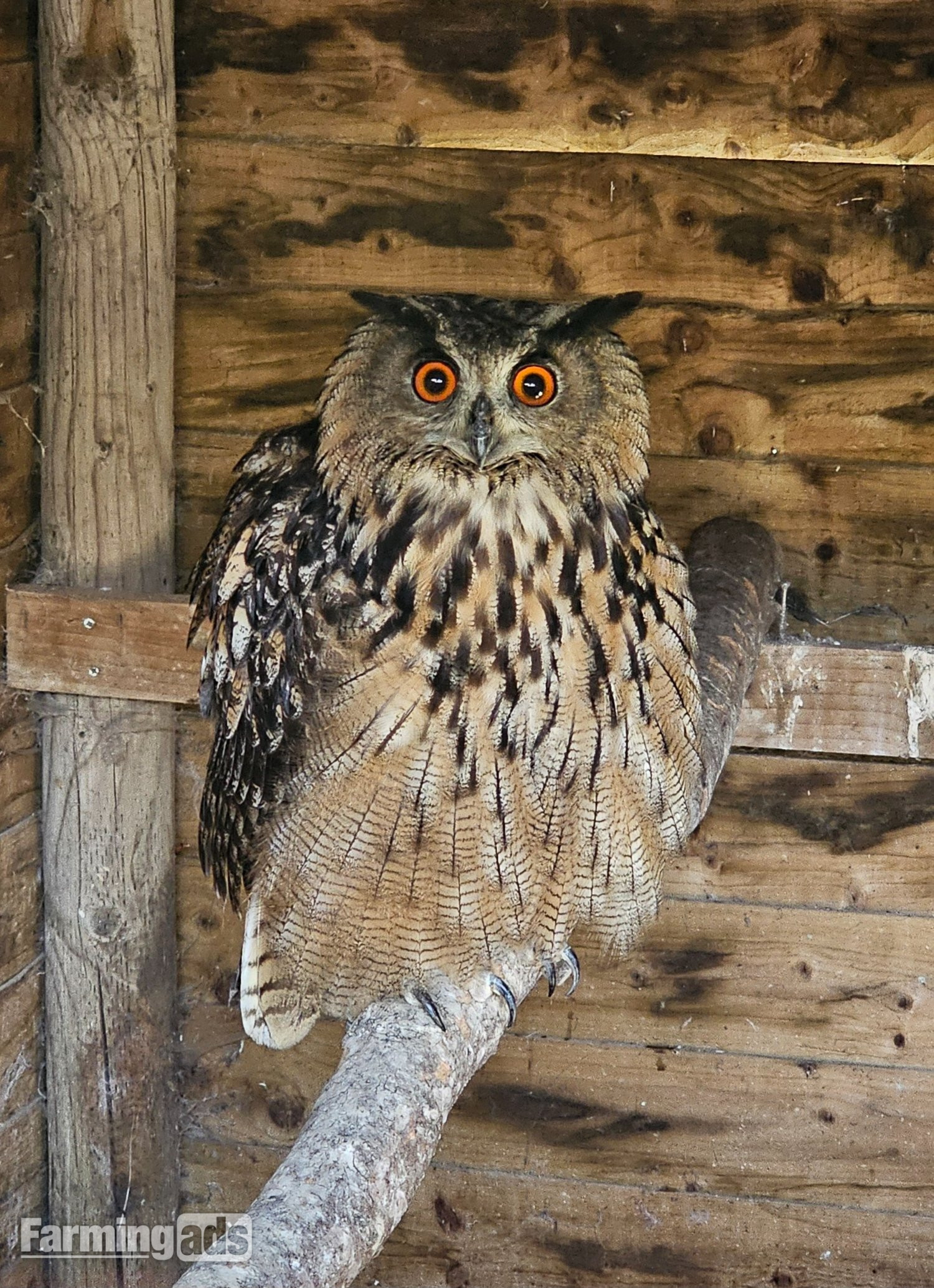 Male Eurasion eagle owl  05/21