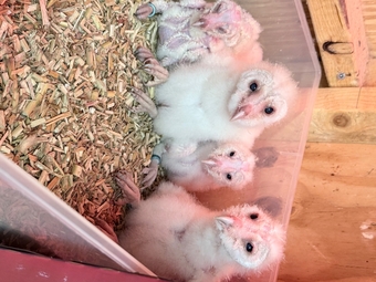 Hand rated barn owls