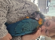 11 month old hand reared blue and gold macaw