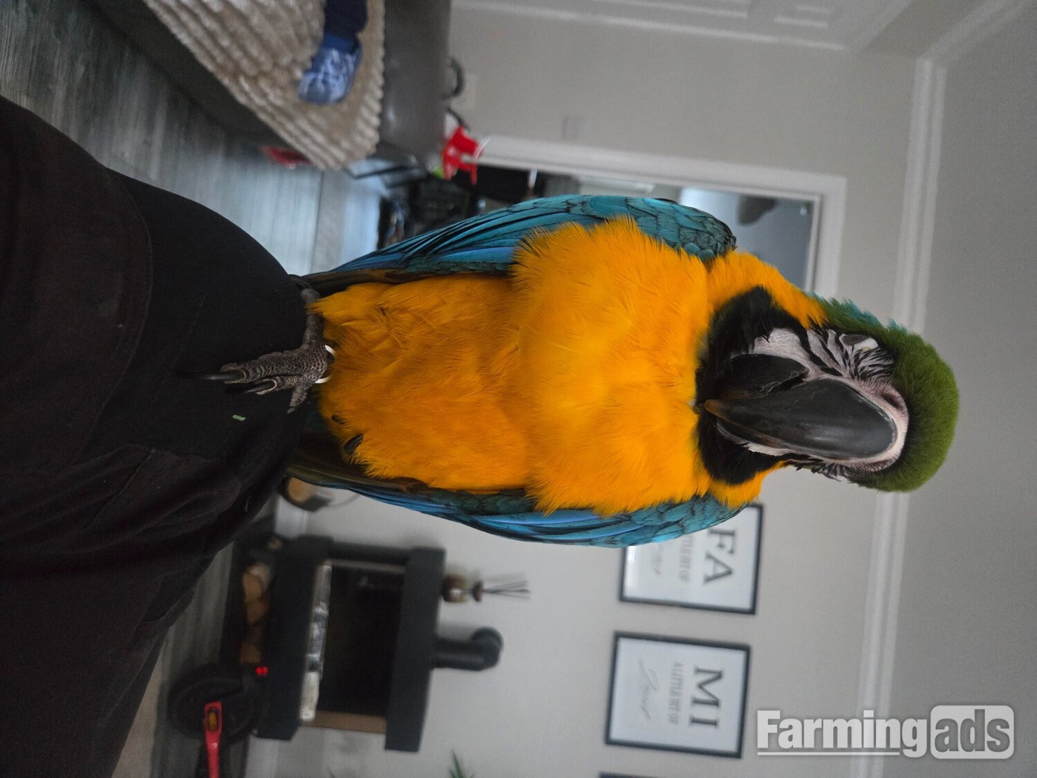 11 month old hand reared blue and gold macaw
