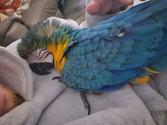 11 month old hand reared blue and gold macaw