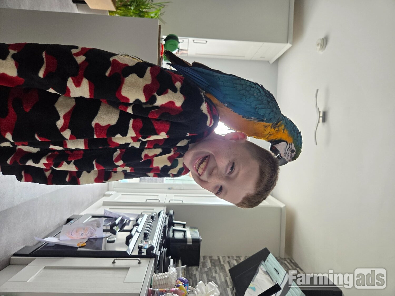  11 month old hand reared blue and gold macaw