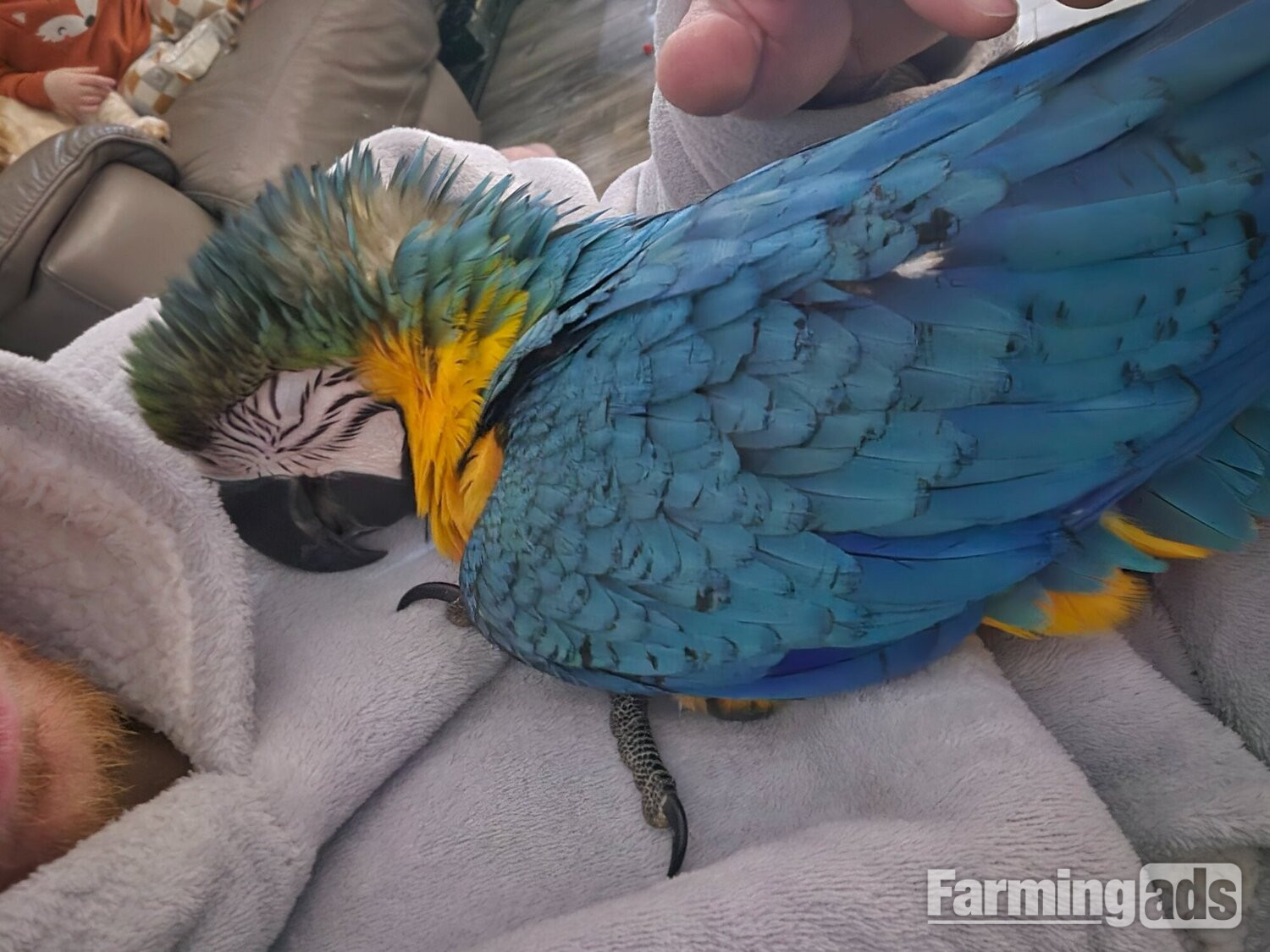 11 month old hand reared blue and gold macaw - {CATEGORY}