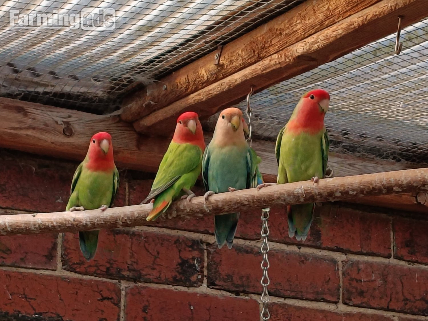 Beautiful, mischievous outdoor bred Lovebirds for sale