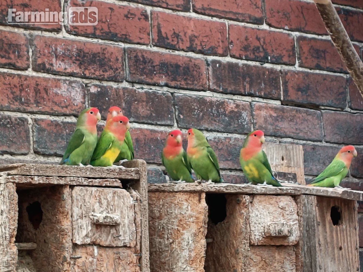  Beautiful, mischievous outdoor bred Lovebirds for sale