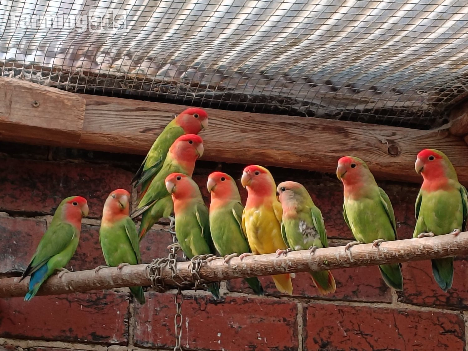 Beautiful, mischievous outdoor bred Lovebirds for sale