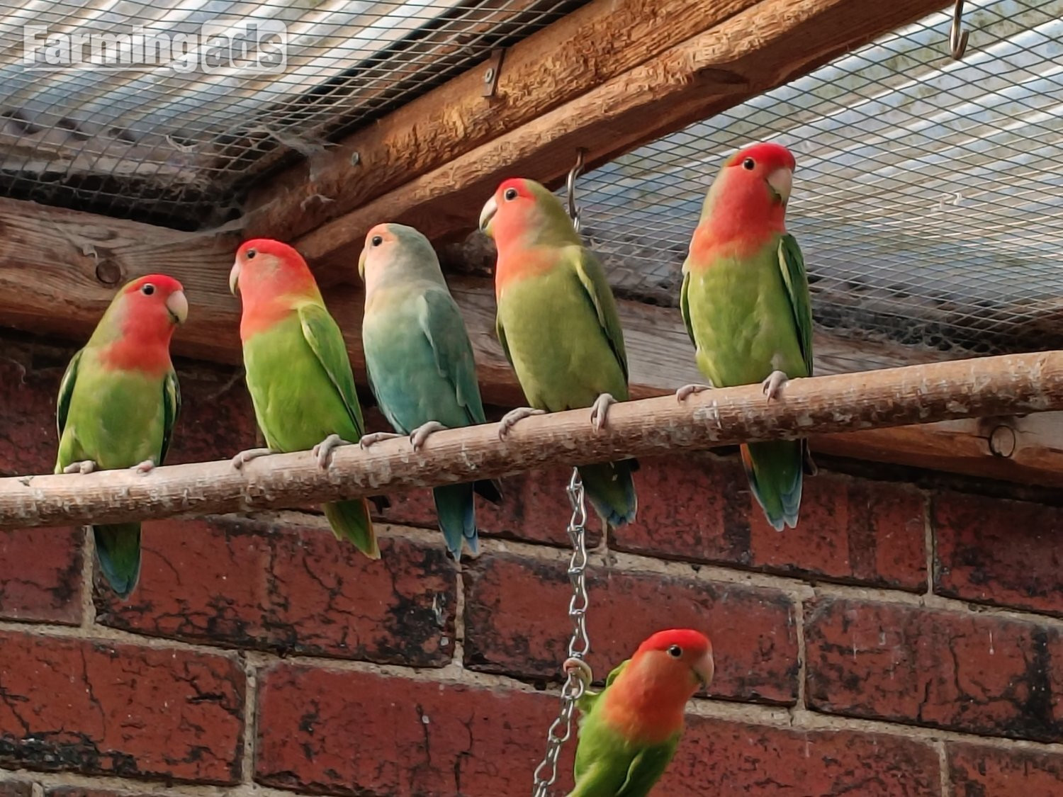 Beautiful, mischievous outdoor bred Lovebirds for sale - {CATEGORY}