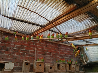 Beautiful, mischievous outdoor bred Lovebirds for sale