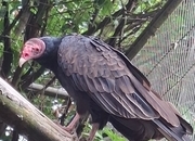 Male parent read Turkey vulture