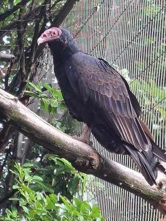 Male parent read Turkey vulture