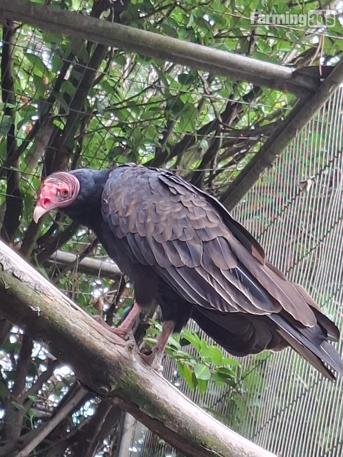 Male parent read Turkey vulture