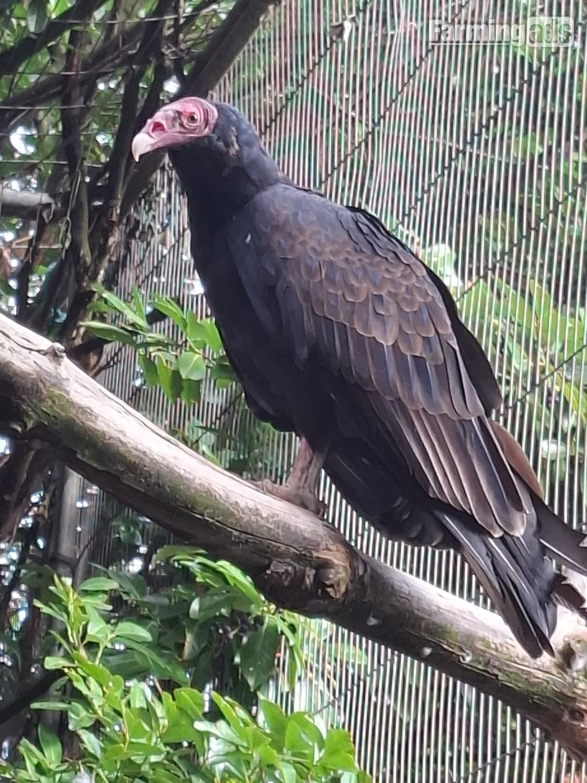 Male parent read Turkey vulture