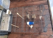 Nice pair zebra finches in large cage Sunderland 