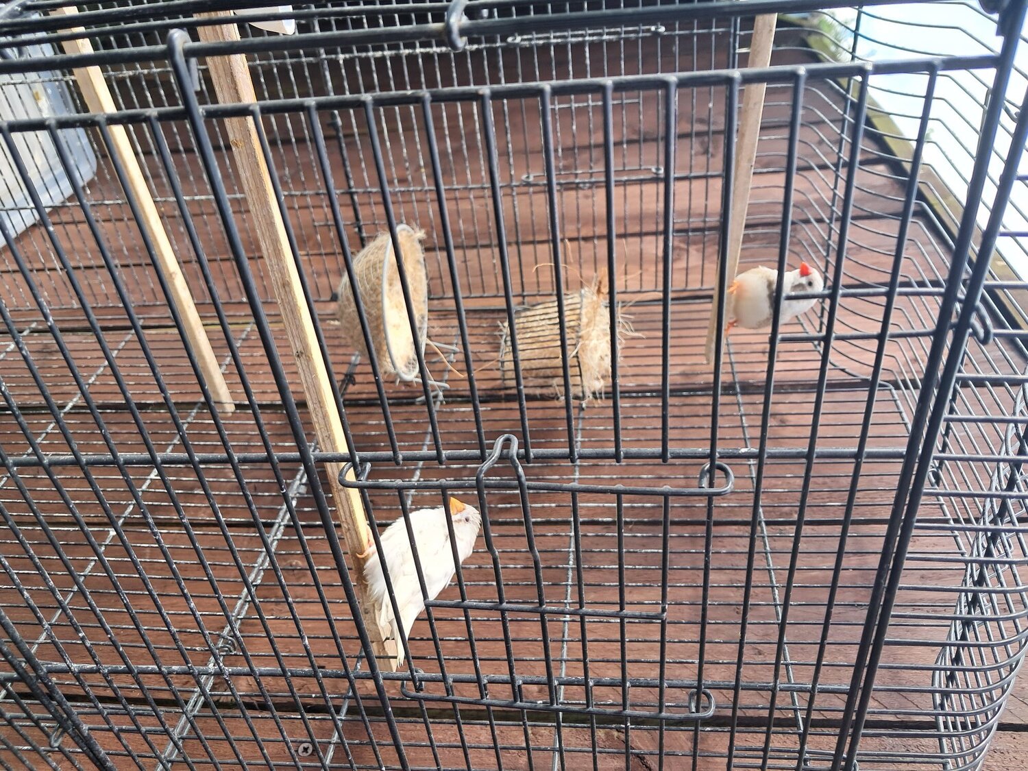 Nice pair zebra finches in large cage Sunderland 