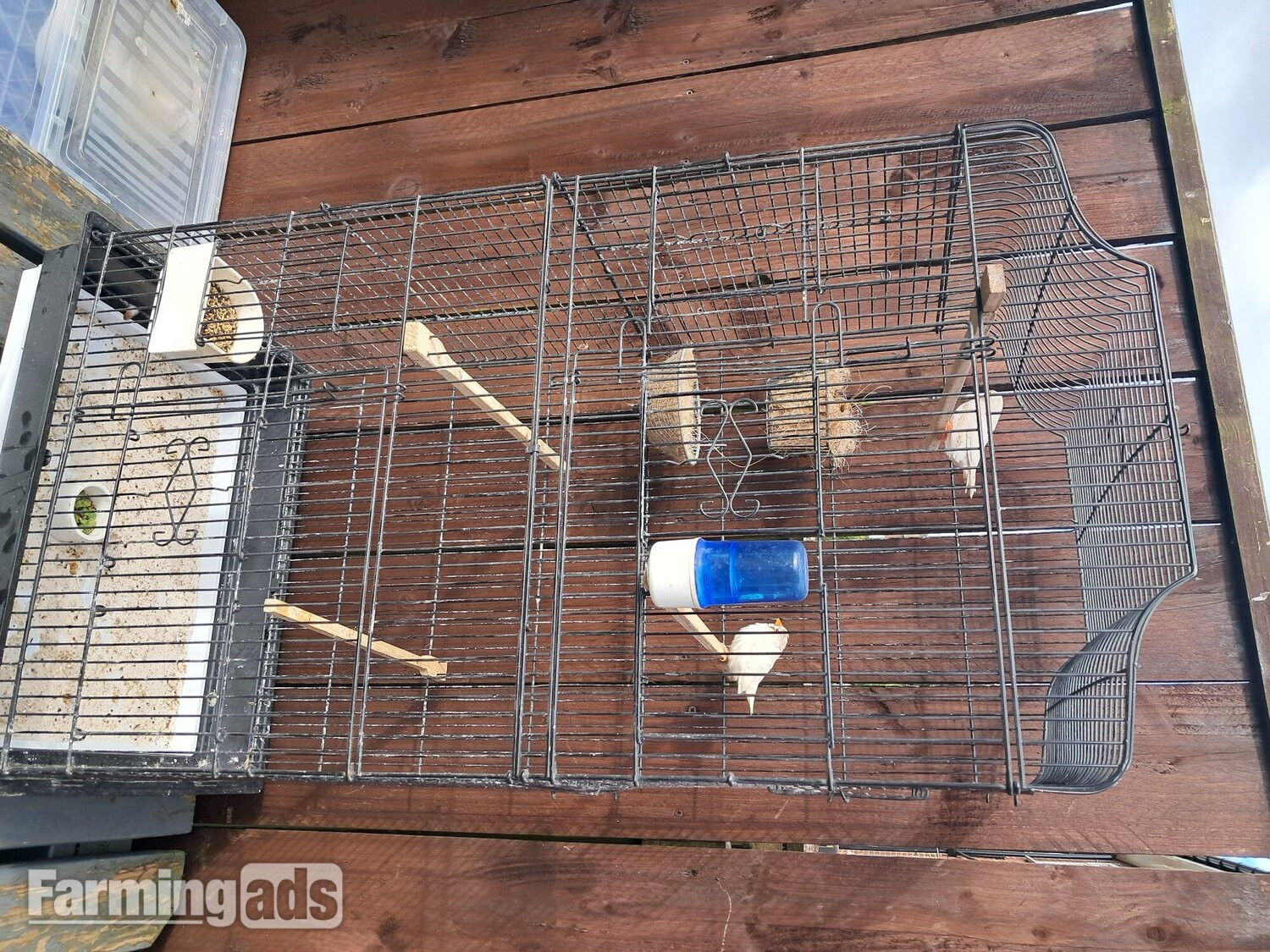 Nice pair zebra finches in large cage Sunderland 