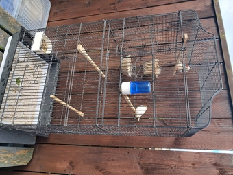 Nice pair zebra finches in large cage Sunderland 