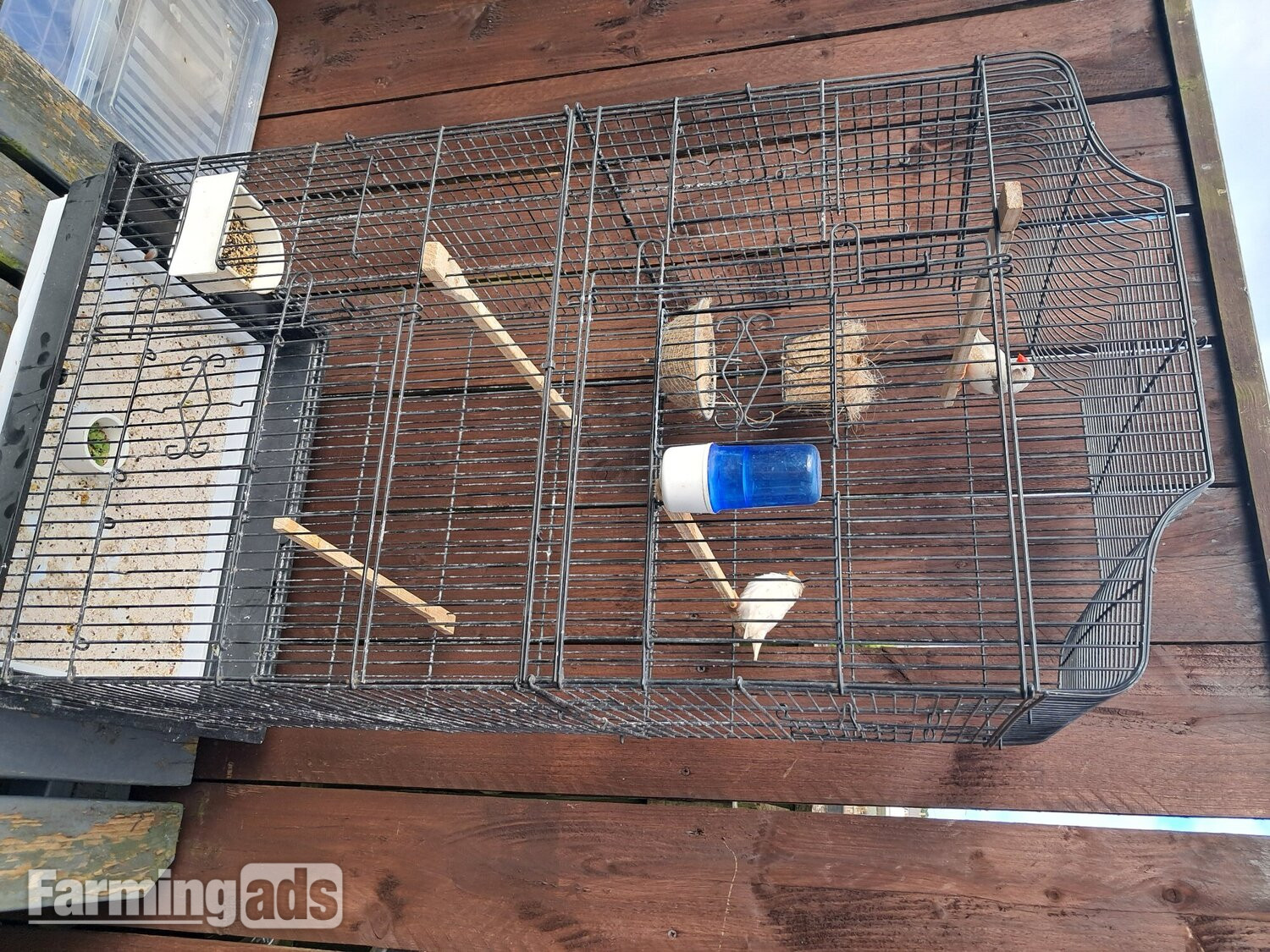  Nice pair zebra finches in large cage Sunderland 