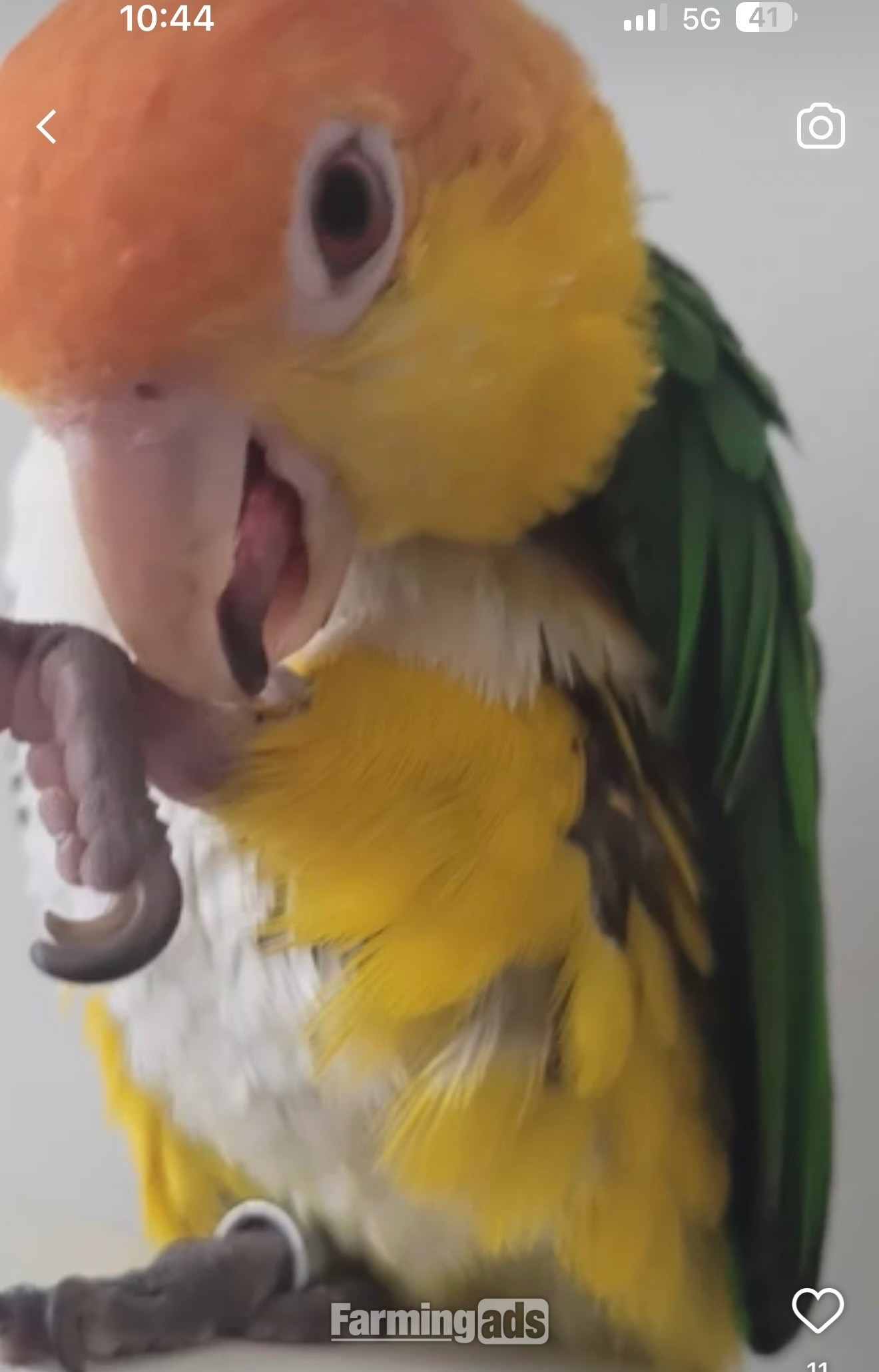 Beautiful Caique Parrot for Sale – Includes Cage - {CATEGORY}