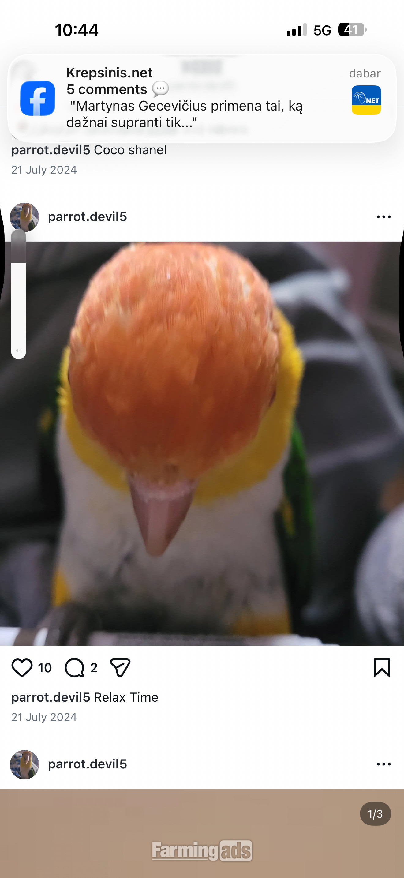  Beautiful Caique Parrot for Sale – Includes Cage