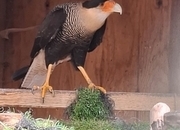 Male crested caracara