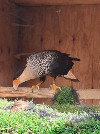 Male crested caracara