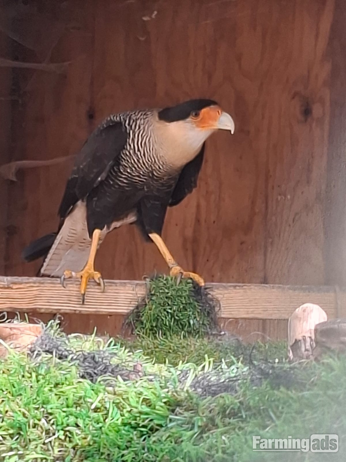 Male crested caracara