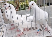 Quality White racing pigeons babies with 2026 rings ready to go