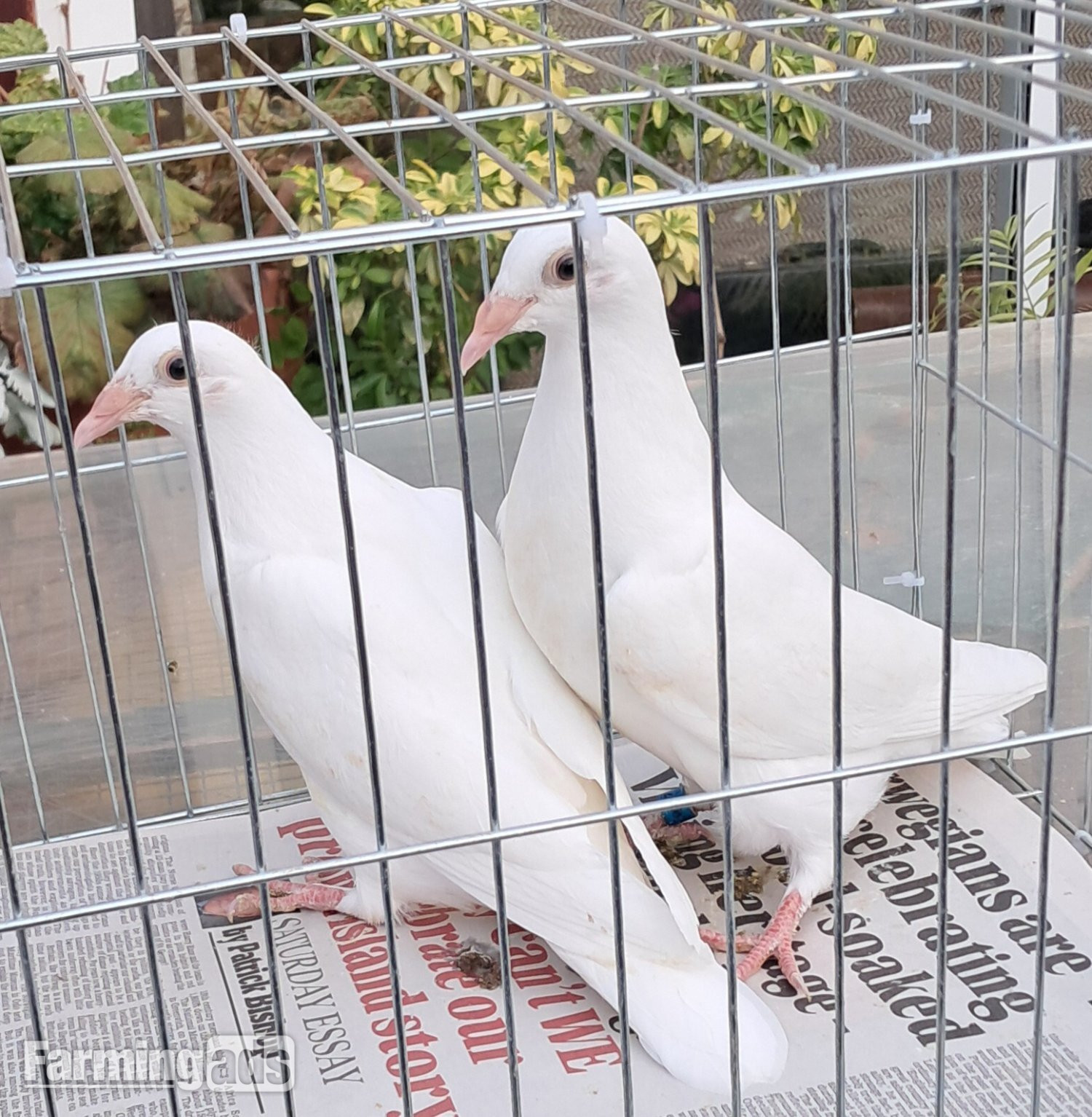 Quality White racing pigeons babies with 2026 rings ready to go